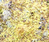 Moss bakgrund