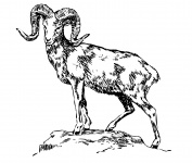 Mountain Sheep Illusztráció Clipart