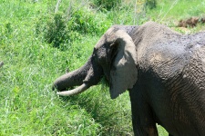 Błoto na słonia afrykańskiego