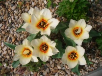 Pěkné tulipány