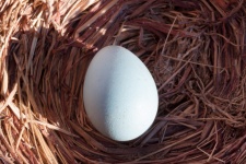 Ninho e ovo de pássaro