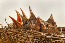 Uccelli nido e pulcini