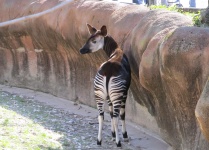 Okapis Looking Backward