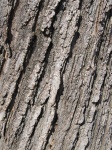 Old Oak Tree Bark