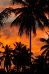 Oranje silhouet van de palm