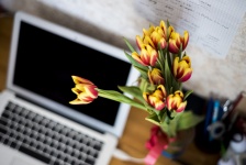 Przenośny komputer i tulipanów