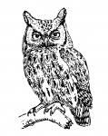 Owl Illustration Clipart