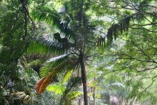 Palm In Subtropical Vegetation