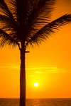 Palm tree silhouette