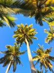 Copaci de palmier și cer