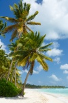 Copaci de palmier pe plajă