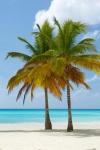 在沙滩上的棕榈树