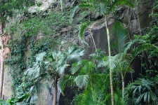 Palms and bamboo with cliff face