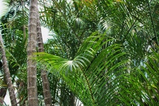 Palms And Bamboo