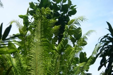Palmen en varens in tropische setting