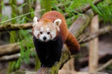 Panda roșu, fulgens Ailurus