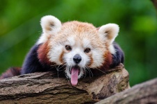 Red Panda Ailurus fulgens