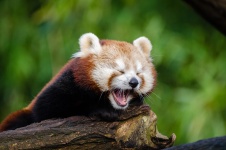 Poco Panda Rosso, Yawn