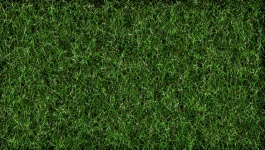Foto groen gras achtergrond