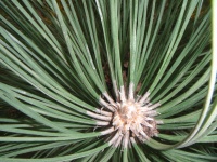 Pine gren