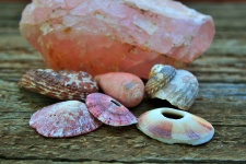 Pink limpet shells