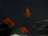 Roșu de pește, acvariu