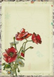 Poppy Flower Digital Collage