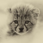 Portret Micul Tiger Cub, Tiger