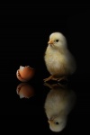 Chick en shell, zwarte achtergrond
