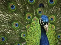 Peacock mândri