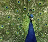 Peacock fier