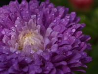 Fialový květ