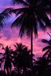 Violet tree silhouette Palm