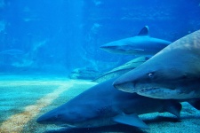 Ragged Tooth Sharks In Aquarium