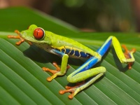 Red Eyed-Tree Frog