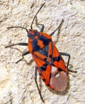 Red Soldat Bug