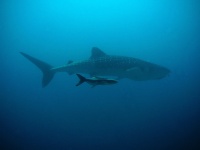 Haai van de walvis en haar baby