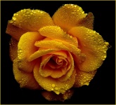 La fioritura rosa gialla, Dew
