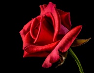 Rose Red Verklaring van de liefde