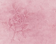 Fondo rosa rosa tatuada
