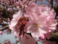 Sakura fiori