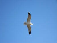 Seagull vliegen