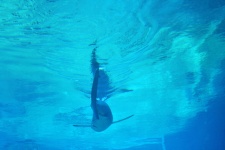 Shark swimming away