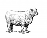 Sheep Clipe Ilustração