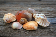 Shells And Semi-precious Stones