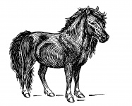 Shetland Pony, caballo prediseñada