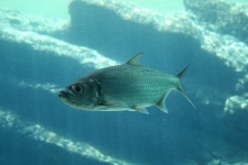 Shiny fish in aquarium