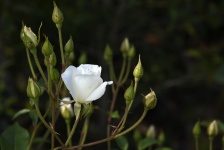 Single White Rose Background