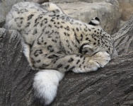 Sova Snow Leopard