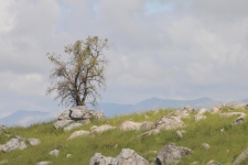 Małe drzewo w polu Rocks